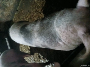 vand purcea de taiat  - imagine 2