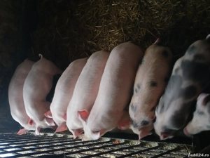 suldei de 3 luni poci 