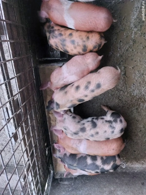 Purcei de vânzare  - imagine 2