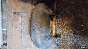 Vând porc 100 kg - imagine 4