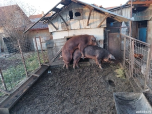Duroc reproducție!!!