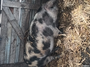 schimb cu oi ,capre - imagine 2