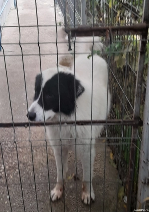 Ciobanesc de Bucovina disponibil! - imagine 4
