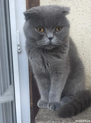 Fetita Scottish fold