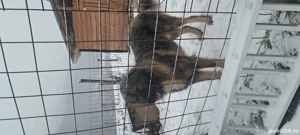 vând mascul ciobanesc caucazian  - imagine 2