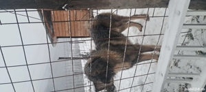 vând mascul ciobanesc caucazian 