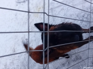 Femela Ciobanesc Belgian  - imagine 5