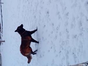 Femela Ciobanesc Belgian  - imagine 4