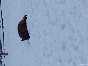 Femela Ciobanesc Belgian  - imagine 2