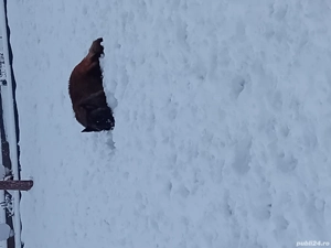 Femela Ciobanesc Belgian  - imagine 3