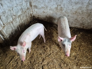 Porci de vânzare în orașul Pecica - imagine 4