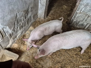 Porci de vânzare în orașul Pecica - imagine 5