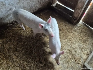 Porci de vânzare în orașul Pecica - imagine 3