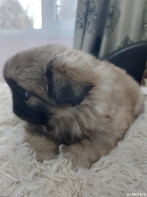 băiețel mic și frumos cu primul vaccin facut si carnet de sănătate - imagine 2