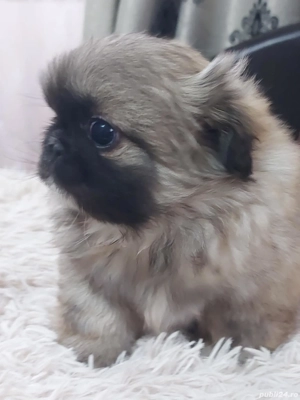 băiețel mic și frumos cu primul vaccin facut si carnet de sănătate - imagine 4