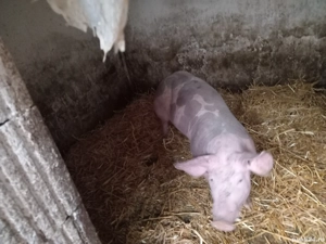 Vierut Pietrain fara par - imagine 2