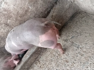 Vierut Pietrain fara par - imagine 3