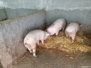 Scrofite pentru reproductie 