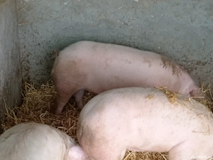 Scrofite pentru reproductie  - imagine 2