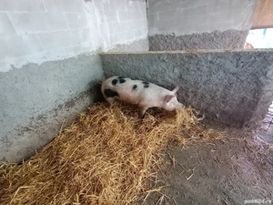 Scrofite pentru reproductie  - imagine 3