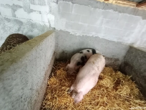 Scrofite pentru reproductie  - imagine 5