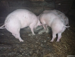 Vând Purcele Landrasce  - imagine 2