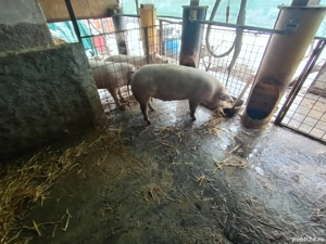 Scrofite pentru reproductie  - imagine 4