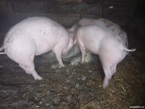 Vând Purcele Landrasce 