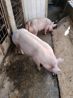 Vând scrofițe pietrean  - imagine 3