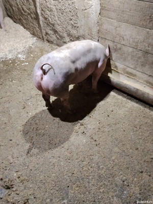 Vând scrofițe pietrean  - imagine 2