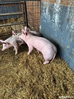 vand 1 vierus si 2 scrofite pietrain - imagine 5