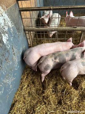 vand 1 vierus si 2 scrofite pietrain - imagine 3