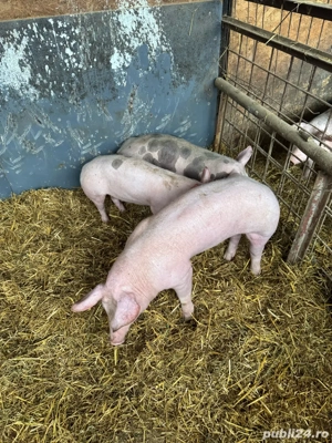 vand 1 vierus si 2 scrofite pietrain - imagine 4