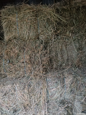 Baloți de lucernă, fân și otavă de calitate,nu plouați ținuți la adăpost!