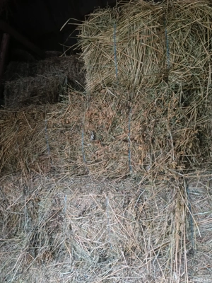 Baloți de otavă și fân neploati - imagine 3