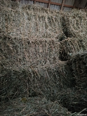 Baloți de lucernă fân și otava