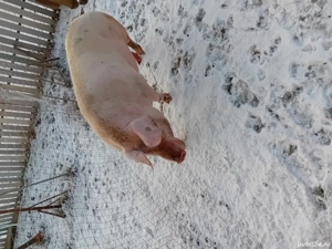 Vind soldei  si scroafa gestanta  - imagine 2