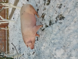 Vind soldei  si scroafa gestanta  - imagine 4