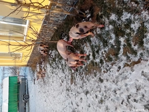 Vind soldei  si scroafa gestanta  - imagine 5