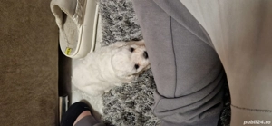 Bichon maltez pui - imagine 5
