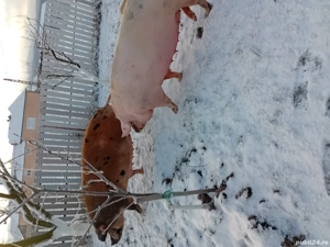 Vind soldei  si scroafa gestanta  - imagine 3