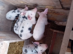 Vind soldei  si scroafa gestanta 