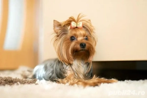 Mascul adult Yorkshire Terrier mini toy cu Pedigree FCI