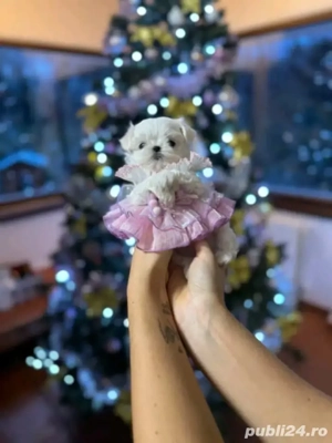 Bichoni maltezi mini toy 