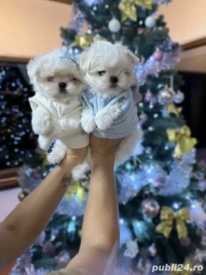 Bichoni maltezi mini toy  - imagine 4