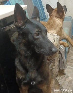 Malinois Belgian  - imagine 4
