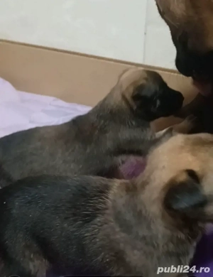 Malinois Belgian  - imagine 3