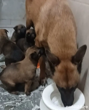 Malinois Belgian  - imagine 2
