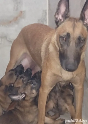 Malinois Belgian  - imagine 5