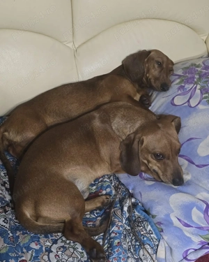 Pereche Teckel (Soricari, Daschund) - imagine 3